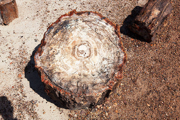Petrified Wood, Petrified Forest National Park, Arizona