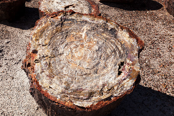 Petrified Wood, Petrified Forest National Park, Arizona
