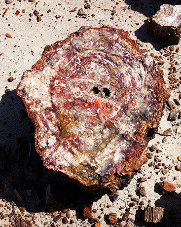 Petrified Wood, Petrified Forest National Park, Arizona