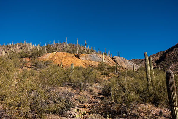Saguaro National Park