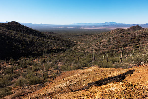 Saguaro National Park