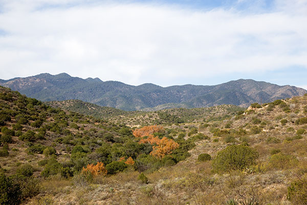 Fall Colors, Silver Creek, Chiricahua Mountains, Arizona