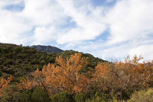 Fall Colors, Silver Creek, Chiricahua Mountains, Arizona