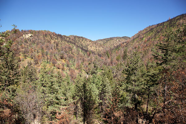 New Growth in Burned Area, Pinery Canyon, Chiricahua Mountains, Arizona