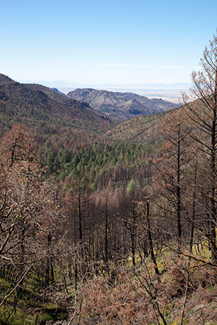 Looking Down Pinery Canyon, Chiricahua Mountains, Arizona