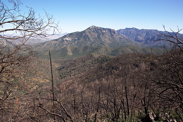 Burned area in East Turkey Creek, Chiricahua Mountains, Arizona