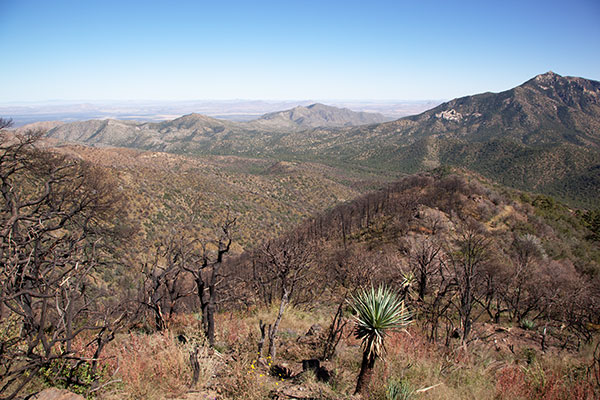 Burned area in East Turkey Creek, Chiricahua Mountains, Arizona
