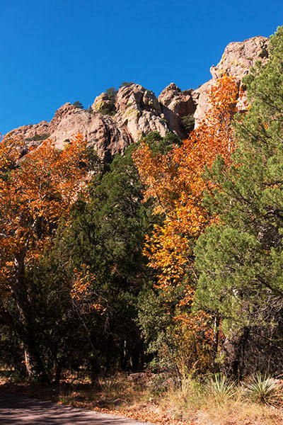 Fall Colors, Chiricahua Mountains, Arizona