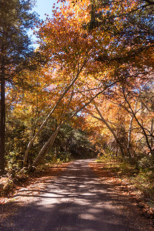 Fall Colors, Chiricahua Mountains, Arizona