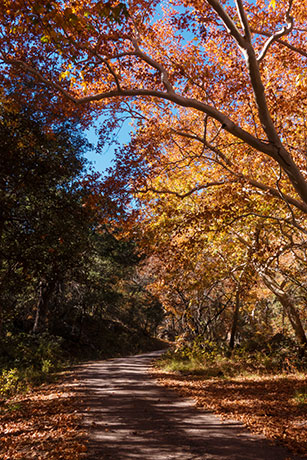 Fall Colors, Chiricahua Mountains, Arizona