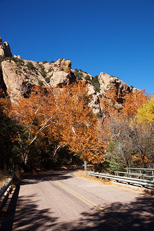 Fall Colors, Cave Creek, Chiricahua Mountains, Arizona