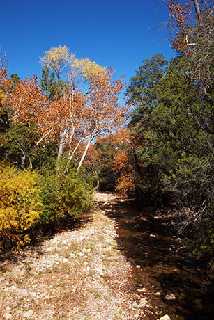 Fall Colors, Cave Creek, Chiricahua Mountains, Arizona