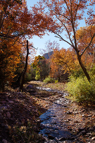 Fall Colors, Cave Creek, Chiricahua Mountains, Arizona