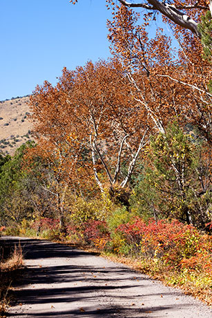 Fall colors along road in Rucker Canyon, Chiricahua Mountains, Arizona