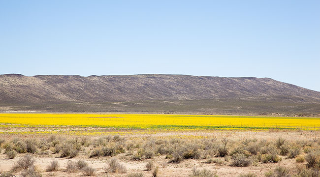 Yellow Wildflowers Covering Parks Lake, Graham County, Arizona