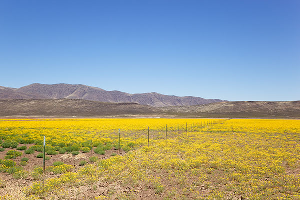 Yellow Wildflowers Covering Parks Lake, Graham County, Arizona