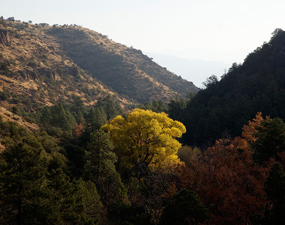 Fall Colors along Juan Miller Road, Apache National Forest, Arizona