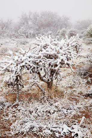 Snow in the Desert, Graham County, Arizona
