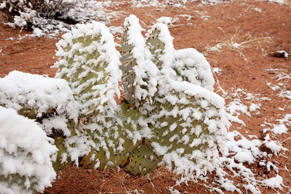 Snow in the Desert, Graham County, Arizona