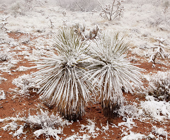 Snow in the Desert, Graham County, Arizona