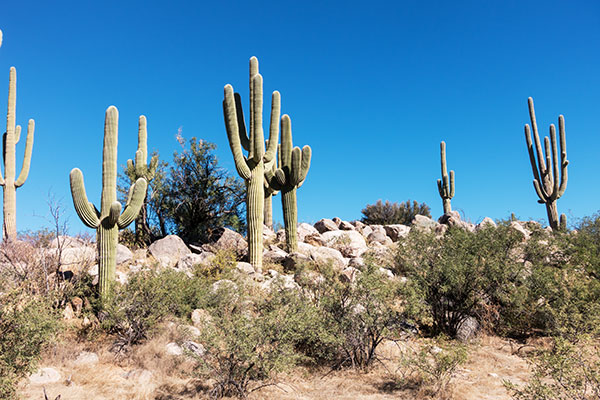Saguaro Cacti along Sutherland Trail, Catalina State Park,  Arizona 
