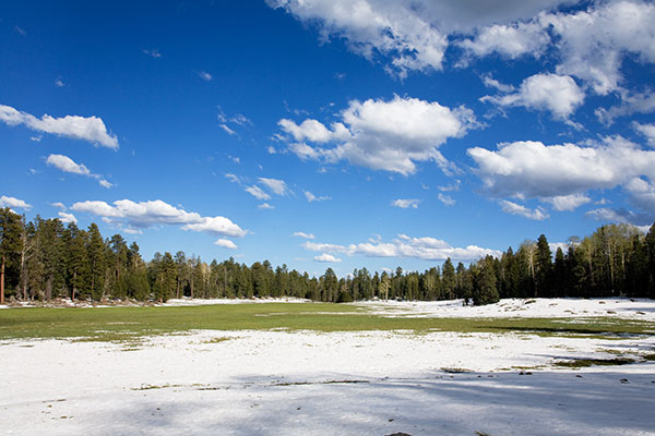 Scene along FR 116, Apache National Forest, Arizona