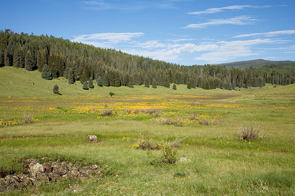 West Fork of Black River FR 116, Apache National Forest, Arizona