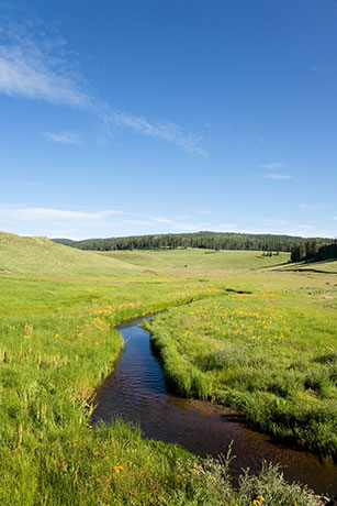 West Fork of Black River FR 116, Apache National Forest, Arizona