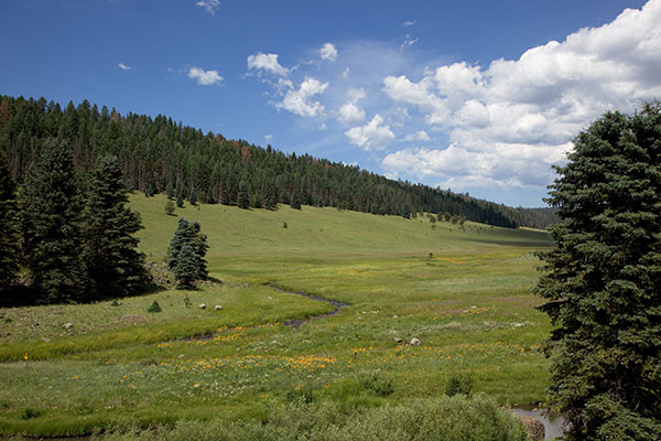 Meadow at Three Forks, Apache National Forest, Arizona