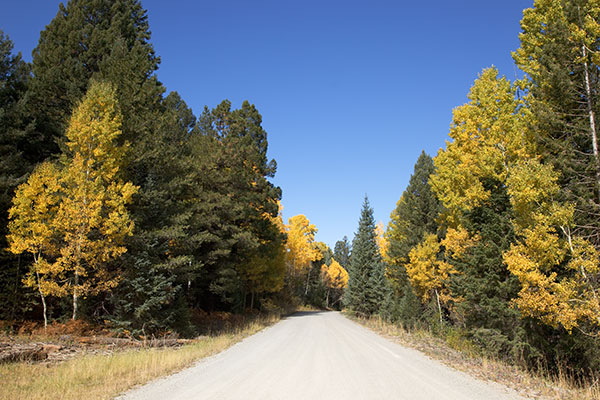 Fall Colors along Reno Lookout Road, Apache National Forest, Arizona