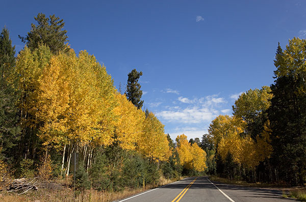 Fall Colors along Coronado Trail, Apache National Forest, Arizona