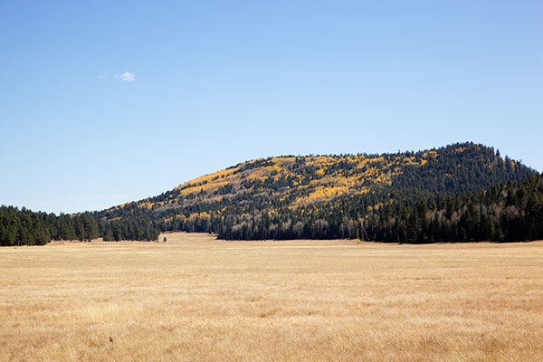 Fall Colors in Williams Valley, Apache National Forest, Arizona