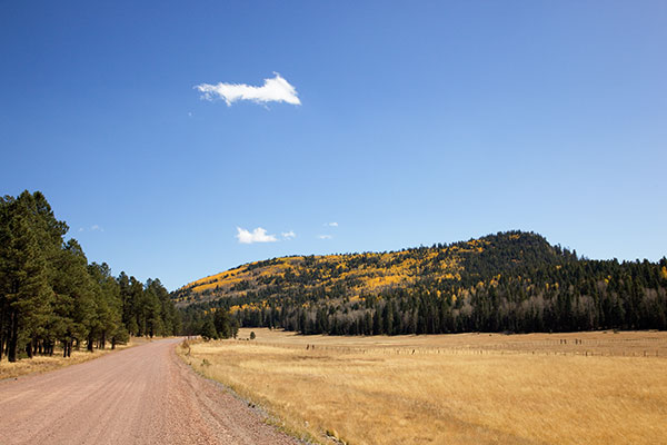 Fall Colors in Williams Valley, Apache National Forest, Arizona