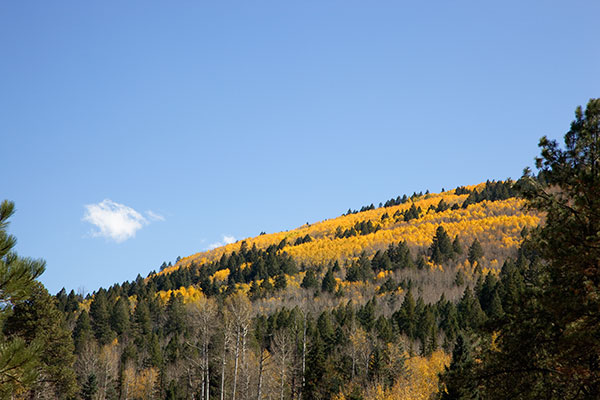 Fall Colors in Williams Valley, Apache National Forest, Arizona