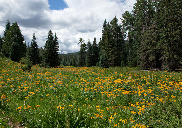 Mountain Meadow Western Sneezeweed Forest Road 54, Apache National Forest, Arizona