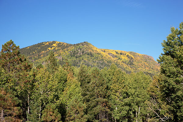 Aspen turning on Escudilla Mountain, Apache National Forest, Arizona
