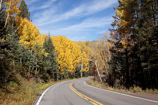 Fall Colors, Aspen turning, Apache National Forest, Arizona
