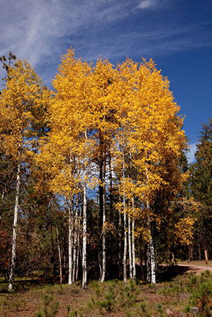 Fall Colors, Aspen turning, Apache National Forest, Arizona