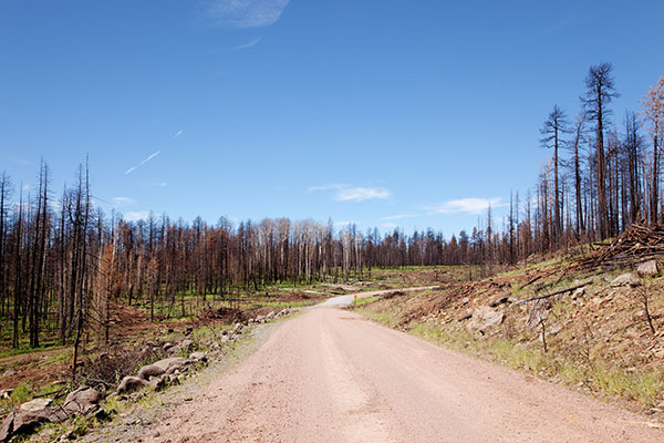 Burned Area, Apache National Forest, Arizona