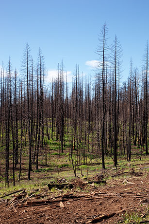Burned Area, Apache National Forest, Arizona