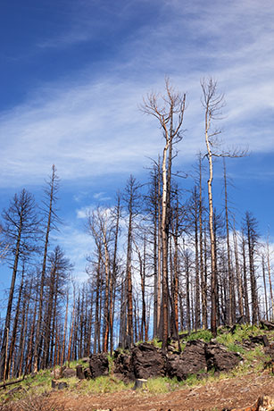 Burned Area, Apache National Forest, Arizona