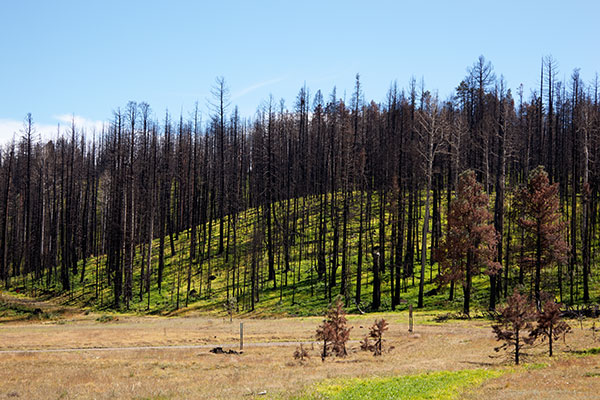 Burned Area, Apache National Forest, Arizona