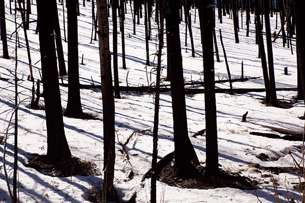 Burned Trees in Snow, Apache National Forest, Arizona