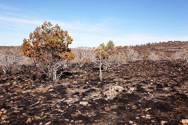 Controlled Burn along US Highway 191, Apache National Forest, Arizona