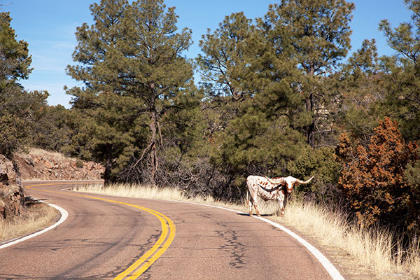 Longhorn on  US Highway 191, Apache National Forest, Arizona
