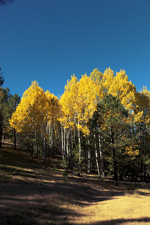 Aspen turning  Apache National Forest, Arizona