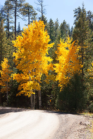 Aspen turning  Apache National Forest, Arizona