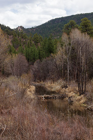 Beaver Dam on Blue River, Apache National Forest, Arizona