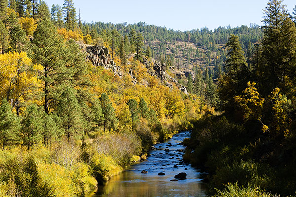 Fall Colors on Black River, Apache National Forest, Arizona