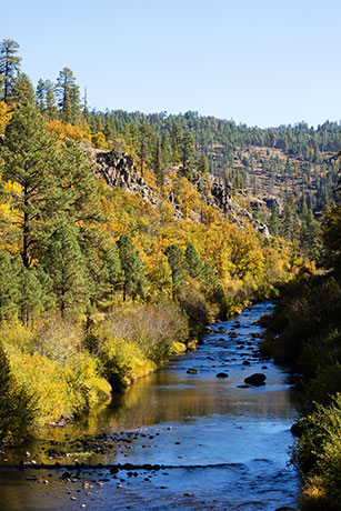 Fall Colors on Black River, Apache National Forest, Arizona